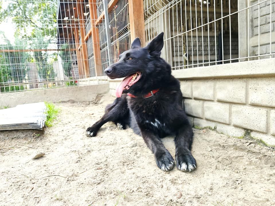 fundacja Medor Przyjaciele Bezdomnych Zwierząt