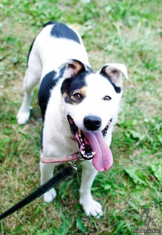 Kodi
