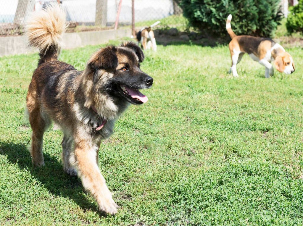 Fundacja Na Rzecz Ochrony Praw Zwierząt Mondo Cane - Inspektorat w Poznaniu