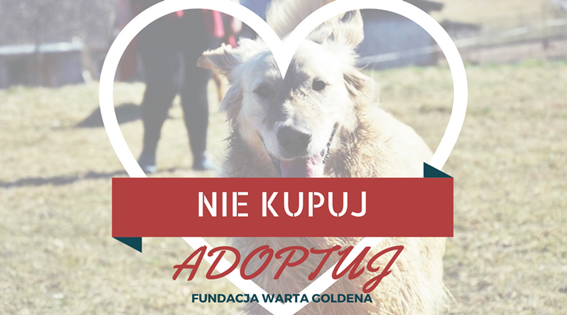 Fundacja Warta Goldena