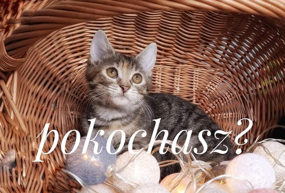 Stowarzyszenie BartKot