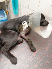 Zdjęcie 4 organizacji OTOZ Animals Kwidzyn