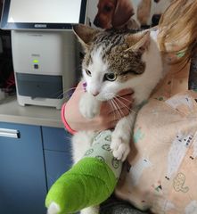 Zdjęcie 3 organizacji OTOZ Animals Kwidzyn