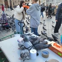 Zdjęcie 4 organizacji Chatka Gołębia