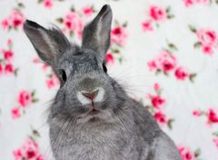 Zdjęcie 1 organizacji Okienko życia dla Królików i Gryzoni OTOZ ANIMALS