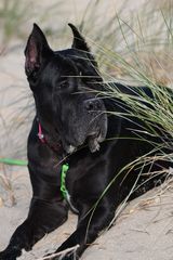 Zdjęcie 1 organizacji Fundacja Cane Corso bez Granic