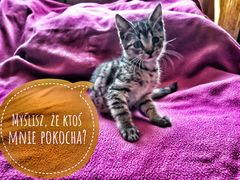 Zdjęcie 2 organizacji Barwickie Stowarzyszenie Ochrony Zwierząt "Zwierzoluby"
