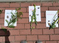 Zdjęcie 4 organizacji Fundacja "Siła Michała"