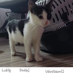 Zdjęcie 3 organizacji Zwierzęca Nadzieja
