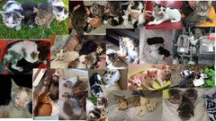 Zdjęcie 3 organizacji Stowarzyszenie "Cztery łapy"
