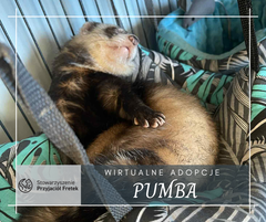Pumba
