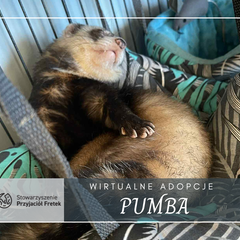 Pumba
