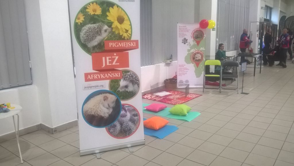 Popularyzacja informacji o jeżach europejskich i pigmejskich
