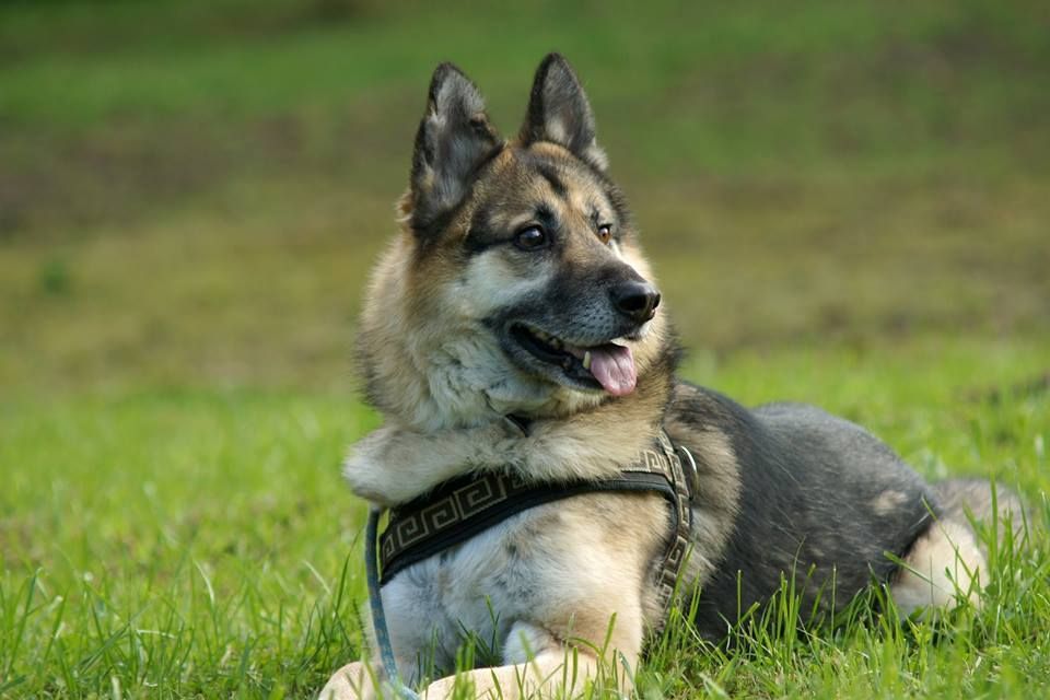 Stowarzyszenie Dog Rescue