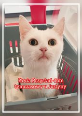 Kocia Przystań - dom tymczasowy u Justyny