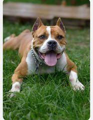 Fundacja Amstaff Adopcje