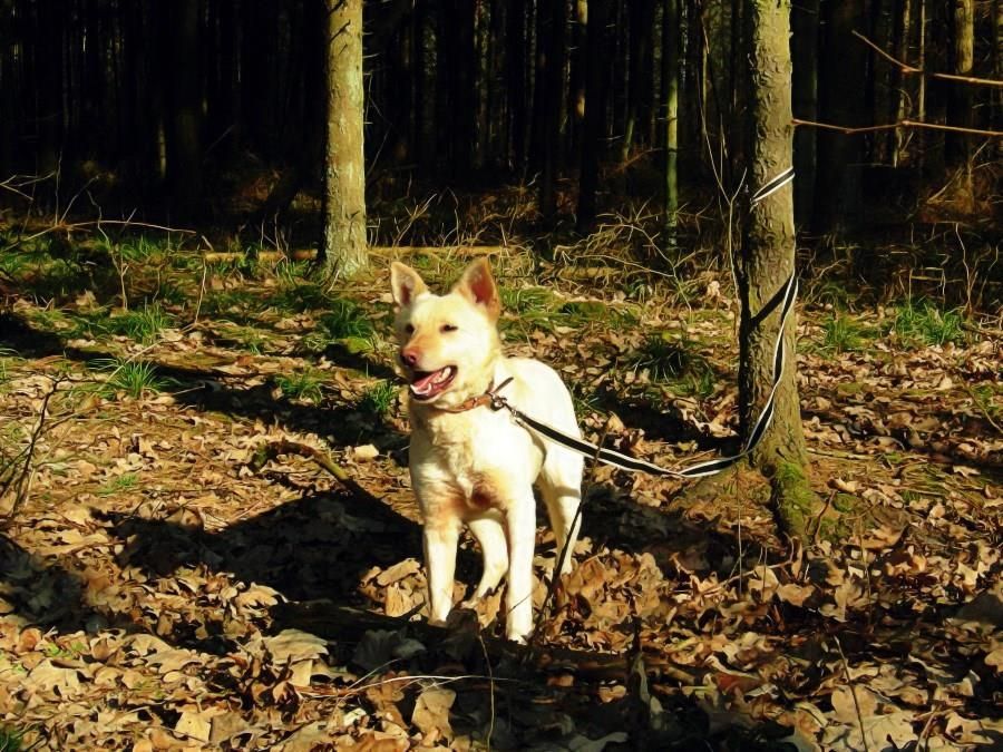 Suri